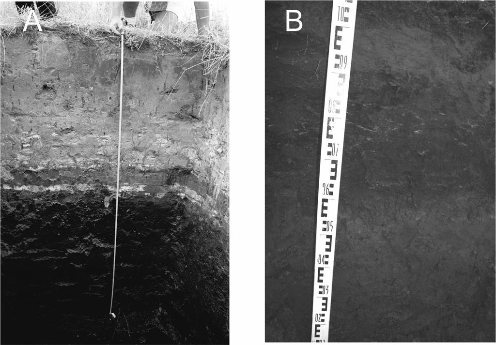 fione) z licznymi wkładkami detrytusu roślinnego (rys. 4, sygn. 7, rys. 6, fot. 4A). Dno doliny w rejonie stanowisk archeologicznych, leżące w okresie rzymskim na wysokości około 134 134,5 m n.p.m., budowały w stropie pozakorytowe osady piaszczysto-mułkowe.
