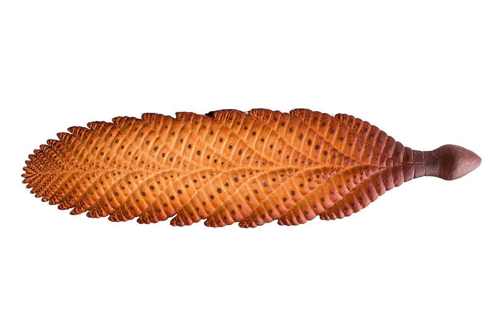zwierząt