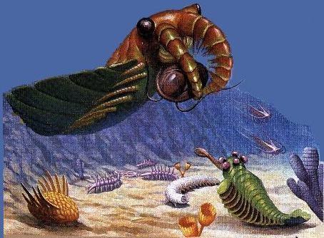 Anomalocaris