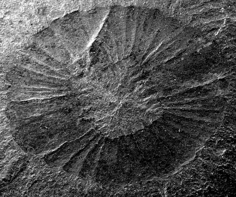 pomyłki paleontologów