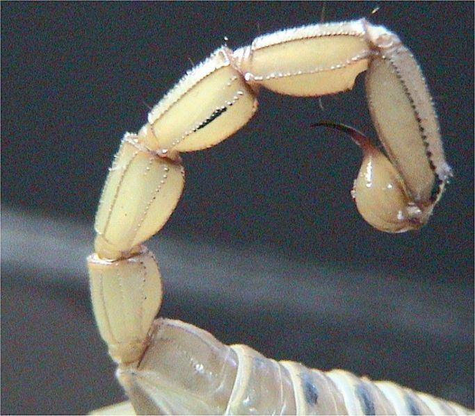 EWOLUCJA