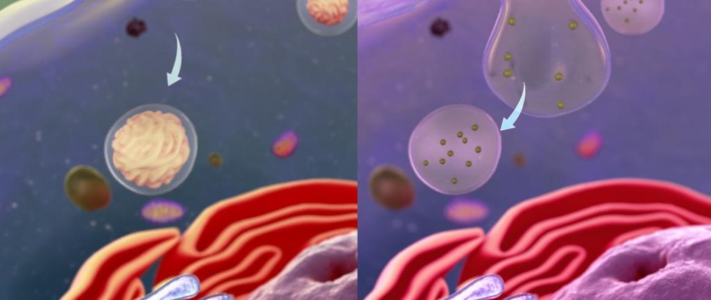 pinocytoza -