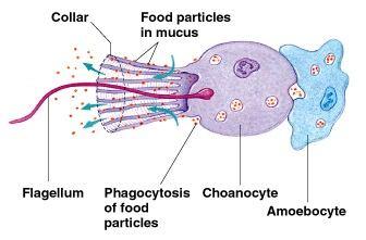 ENDOCYTOZA U