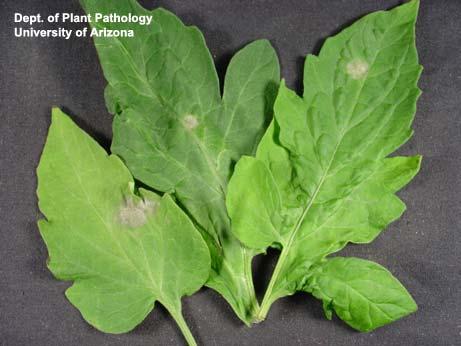 Occurs in greenhouses
