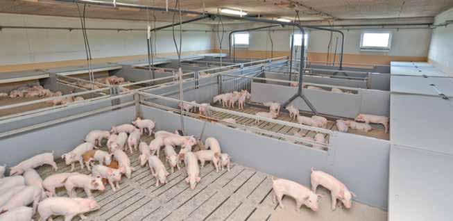 Kojce dla tuczników i warchlaków Bezpieczna hodowla świń na najwyższym poziomie.