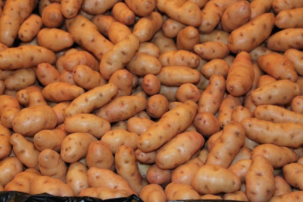 Kształt