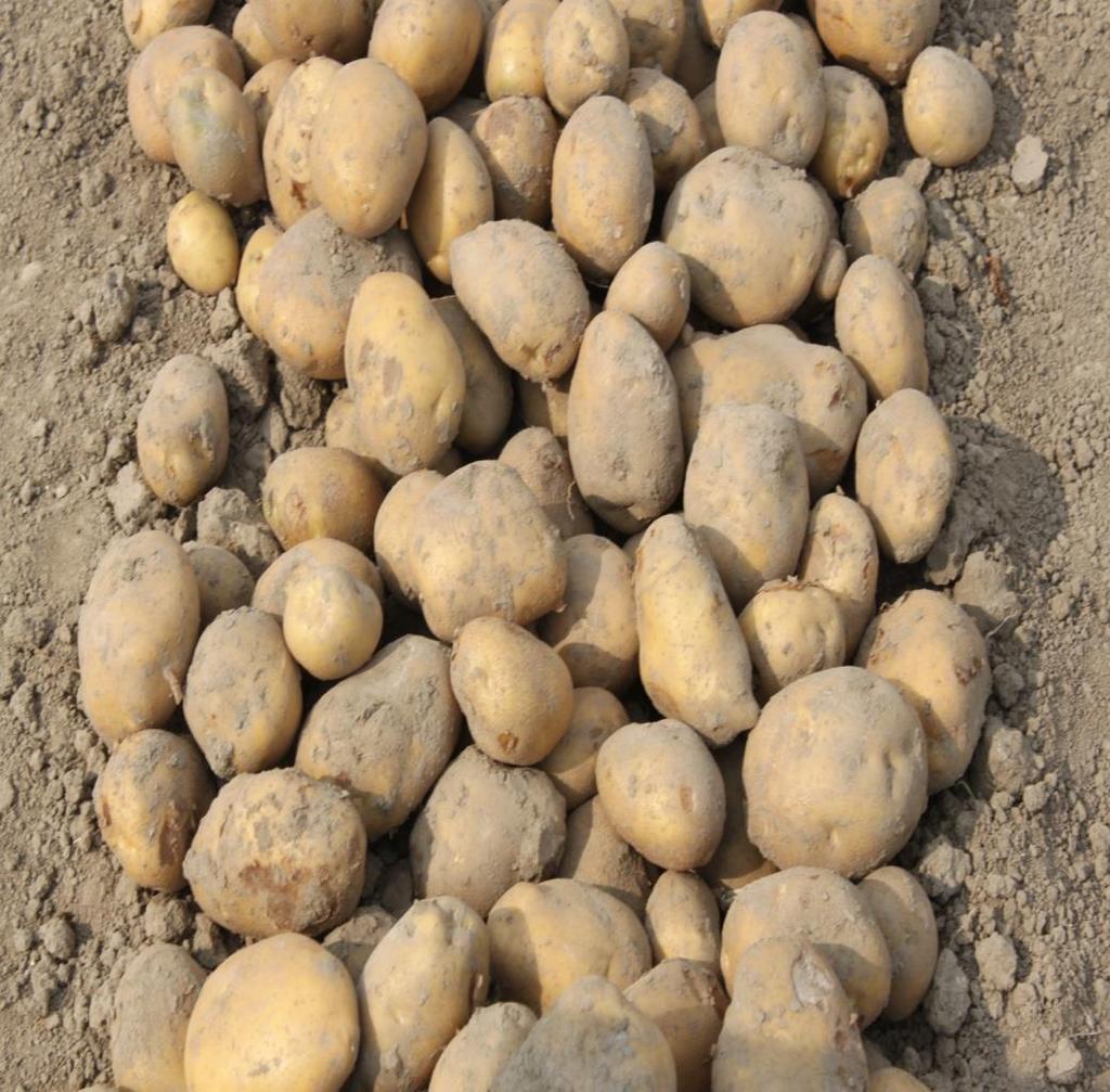 Europlant
