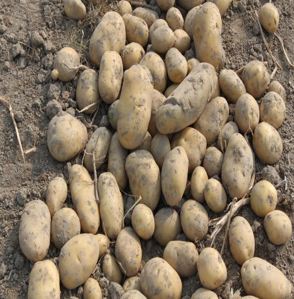 Agrico