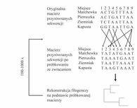 33 Bootstrap jak się wyciągnąć z filogenetycznego bagna 34 Drzewu można wierzyć, jeśli: Metoda szacowania filogenezy jest spójna W danych jest silny sygnał filogenetyczny Filogeneza genu oddaje