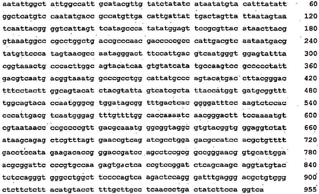 11 <2> 3 <211> 13 <212> DNA <213> Rattus rattus <400> 3 <2> 4 <211> 9 <212> DNA <213> Sekwencja sztuczna <2>
