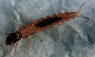 Organizmy wrażliwe Chruściki (Trichoptera) rząd owadów wodnych. Wielkość ciała poszczególnych gatunków waha się w granicach 2-30 mm. Zazwyczaj są ubarwione w odcieniach szarości, brązu, czerni.