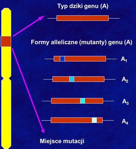 1. Genetyka: podstawowe pojęcia Allele to różne formy tego samego genu.