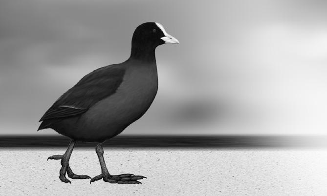 Ornis Polonica 2017, 58: 244 273 Awifauna nielęgowa Jezior Konińskich stan aktualny i zmiany Sławomir Mielczarek, Aleksander Winiecki Abstrakt: W niniejszej pracy scharakteryzowano pozalęgową
