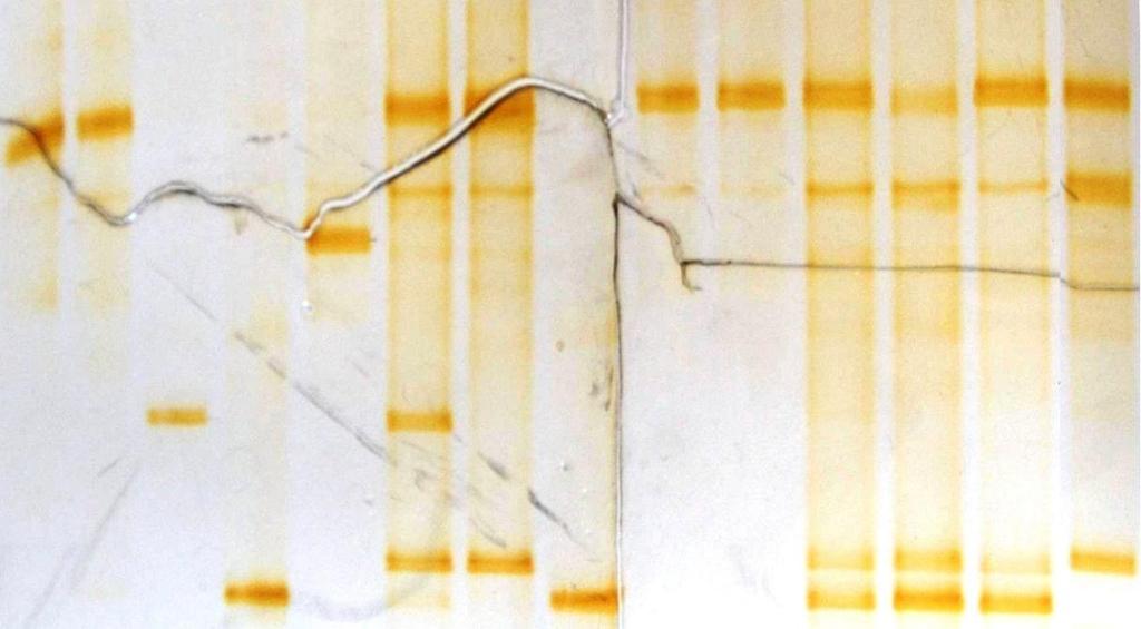 L. plantarum KKP 1797 L. plantarum KKP 1803 P. pentosaceus KKP 1804 P. acidilactici KKP 1805 L. mesenteroides KKP 1807 Zakwas po 24 h fermentacji Zakwas po 96 h fermentacji P. acidilactici 2 W.