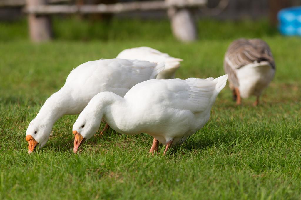 https://www. W Polsce intensywne żywienie gęsi rzeźnych z wykorzystaniem jedynie pasz treściwych jest drogie ze względu na wysoki koszt wyprodukowania kilograma mięsa.