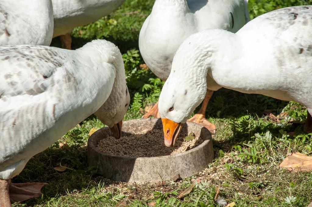 https://www. fot. Fotolia Gęsi są w stanie wykorzystać nawet do 40% włókna surowego zawartego w komponentach paszowych.