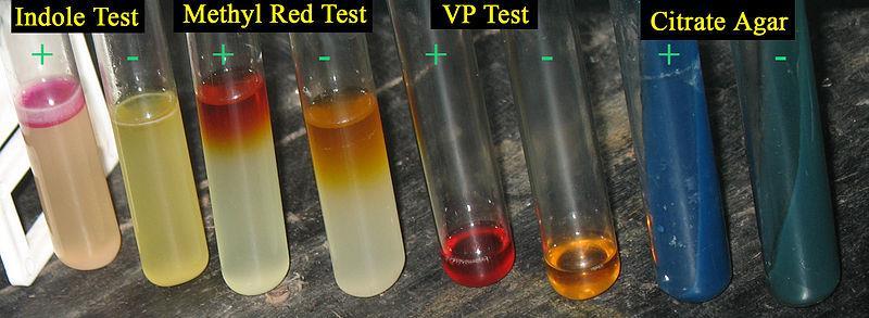 3. Testy API 20E Do określenia cech biochemicznych pałeczek Salmonella można także zastosować gotowe testy biochemiczne API 20E (Biomerieux) służące do identyfikacji bakterii z rodziny