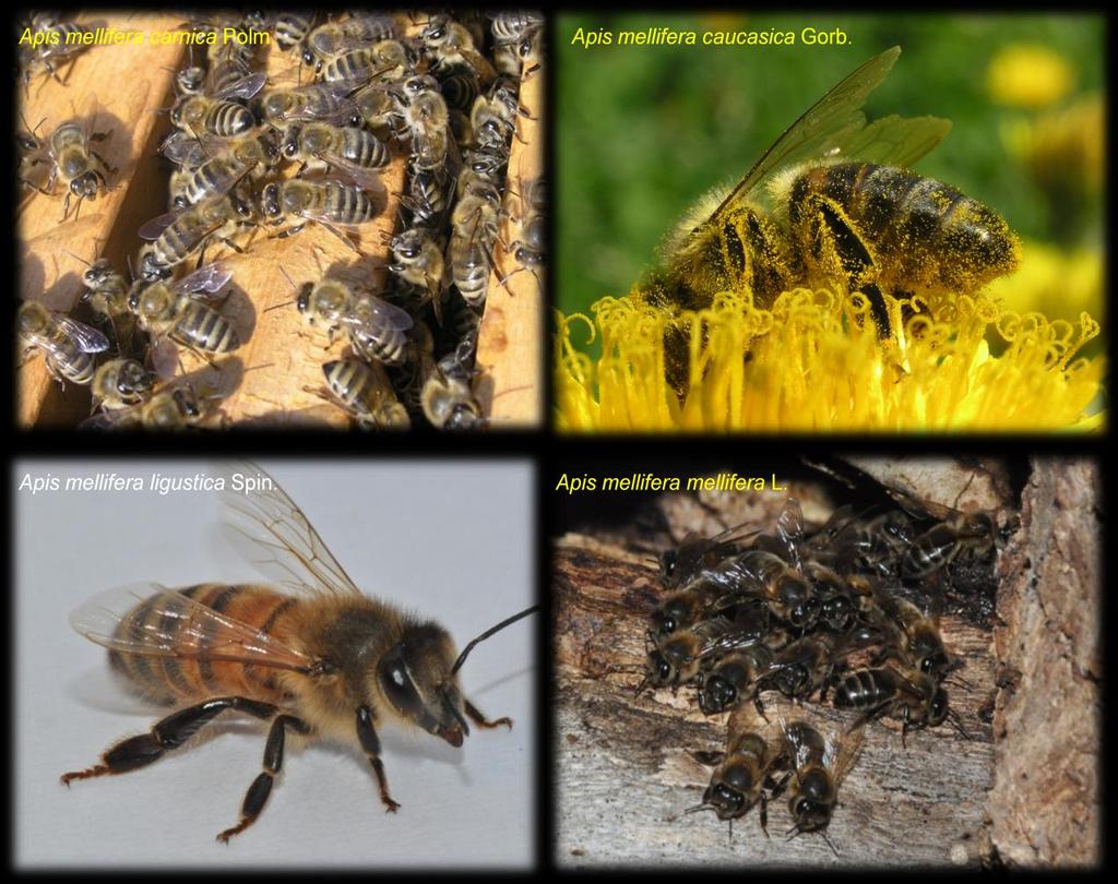 1. Wstęp W strefie klimatu umiarkowanego Europy środkowej zapylaczami roślin entomofilnych, są owady z nadrodziny pszczół (Apiodea).