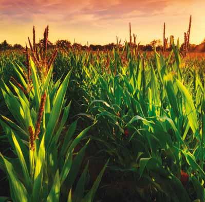 kukurydza nawóz granulowany przedsiewny szczególnie polecany do stosowania w uprawie rzepaku ozimego z powodzeniem może być stosowany również do nawożenia zbóż, kukurydzy, a także do zastosowania na