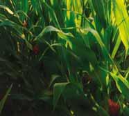 wszystkich roślin uprawnych (zarówno zboża ozime i jare, jak i rzepak ozimy, buraki cukrowe oraz kukurydzę) doskonały w warunkach silnego deficytu fosforu w glebie dzięki bardzo dobrej