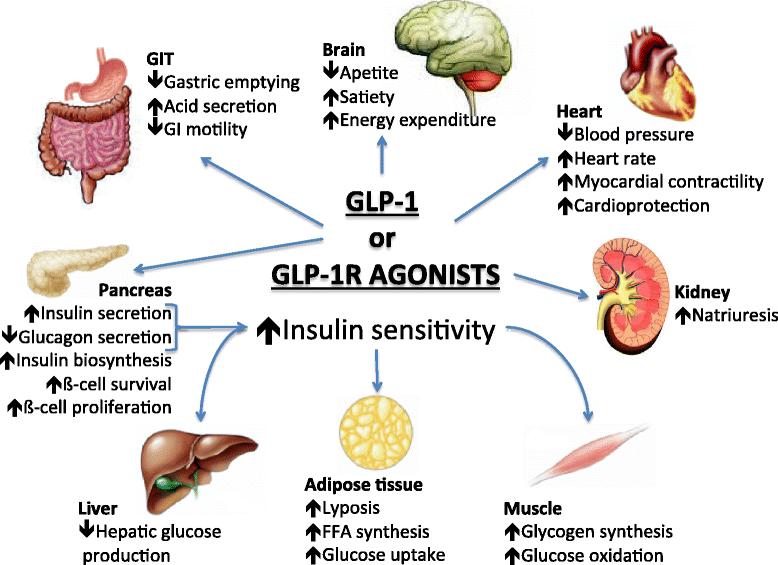 Mechanizmy działania GLP-1 i agonistów