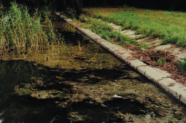 Zielenice nitkowate jezioro Miedwie, wschodni brzeg jeziora (foto E. Wierzchowska).