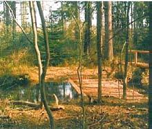 W latach 1999 2001, przy udziale dotacji EkoFunduszu, Nadleśnictwo Nowy Targ realizowało przedsięwzięcie pod nazwą Zwiększenie retencyjności potoku Bembeński.