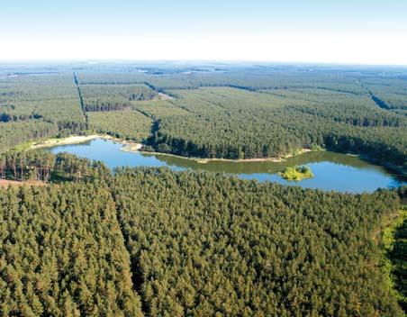 Fot 78. Jezioro Białe Błota po upływie 7 lat od wypełnienia się wodą. Zdjęcie z roku 2004 Fot. K. Frydel woda dość szybko wypełniła niewielkie jeziorka w odległości ok.