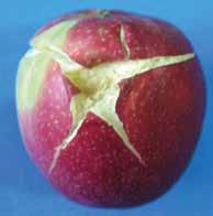 Jędrnościomierz na statywie traktowania. Obecnie w Polsce zarejestrowane do stosowania na jabłkach są dwa preparaty: SmartFresh i FruitSmart.