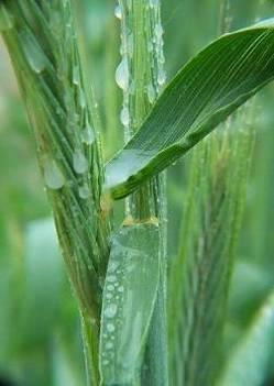 Mogą być one stosowane o ile zwalczanie określonego agrofaga nie stawia szczególnych wymagań użycia dawek wyższych, zalecanych przez producenta środka ochrony roślin.