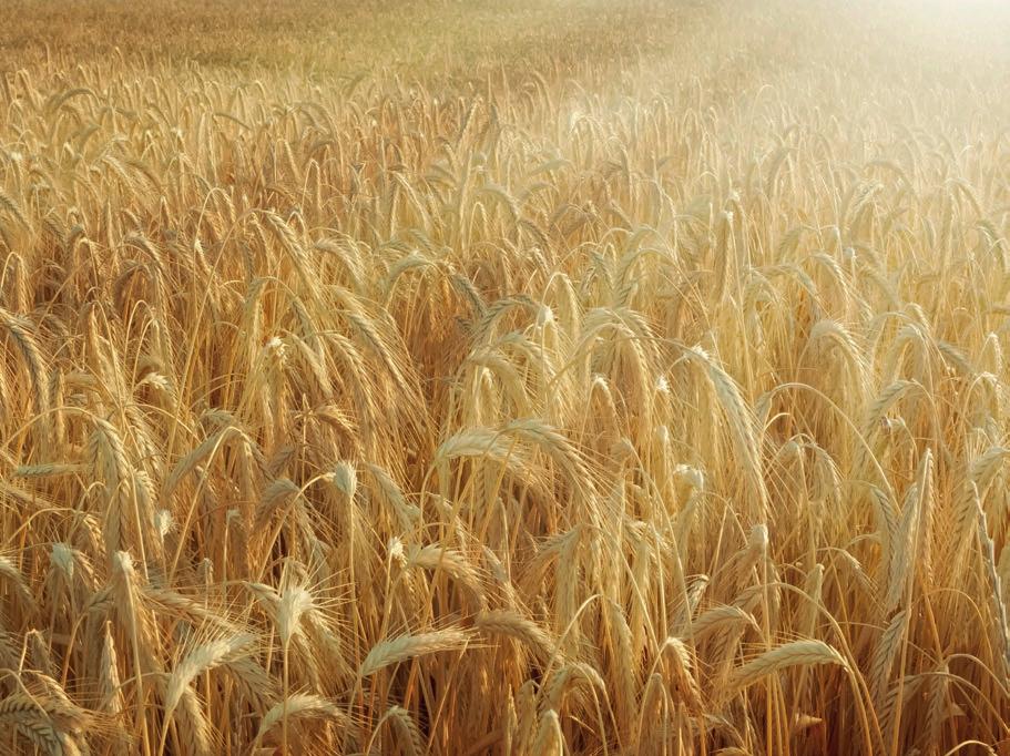 Uniwersalny herbicyd wiosenny do zwalczania chwastów dwuliściennych w zbożach Doskonały w technologii podstawowej oraz na zabiegi poprawkowe dział rolniczy firmy DowDuPont Odwiedź nas na www.