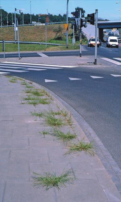 8 Eragrostis albensis in the fissure of a back side of the pavement over underground passage barrier (locality no. 10) in 2002; 9 Eragrostis albensis in fissures between pavement tiles (locality no.