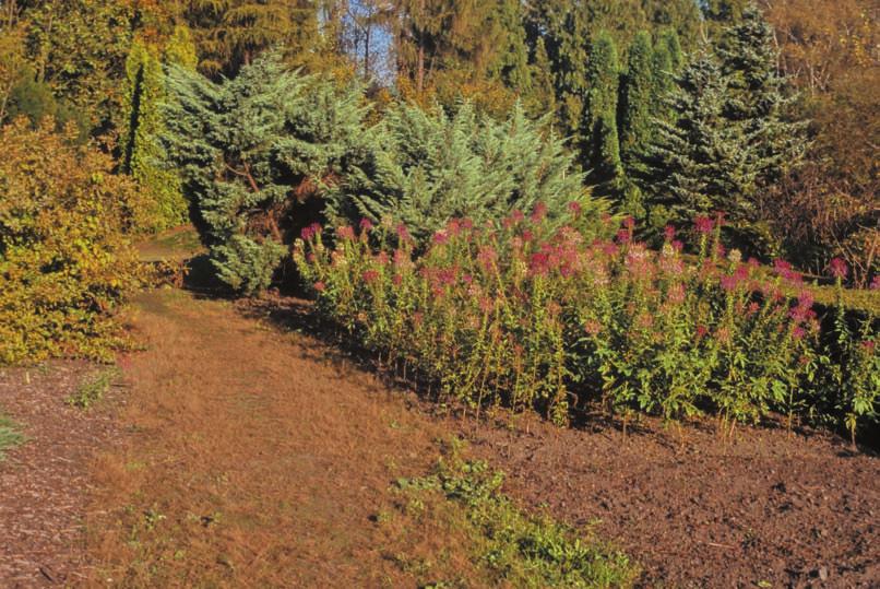 236 Fragm. Flor. Geobot. Polonica 18(2), 2011 również tą drogą, ponieważ pierwsze znalezienia związane są z Ogrodem Botanicznym Uniwersytetu Jagiellońskiego.