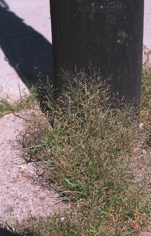 238 Fragm. Flor. Geobot. Polonica 18(2), 2011 Ryc 4. Eragrostis multicaulis wokół słupa lampy ulicznej na chodniku (stanowisko 13), 2010 r. Fig. 4. Eragrostis multicaulis growing on the pavement around the lighting pole (locality no.