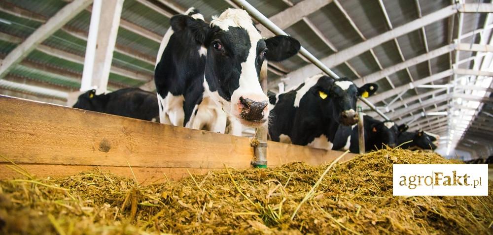 https://www. Żywienie bydła mlecznego paszami bez GMO: czy to możliwe? Autor: agrofakt.