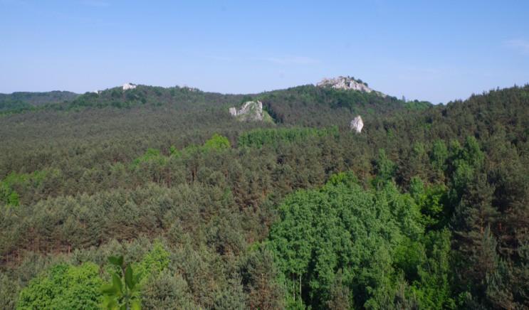 Najwyższym z nich jest widoczna przed nami Góra Zborów (Berkowa) o wys. 468m n.p.m., będąca jednym z największych skupisk skał wapiennych na terenie Jury.