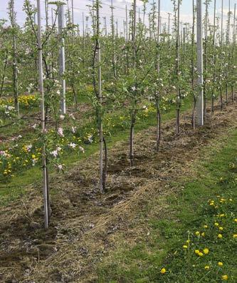 2,0 /m 3 substratu ZASTOSOWANIE W SADACH i JAGODNIKACH Aplikacja w sadach i na plantacjach jagodowych pod drzewka i inne rośliny zalecana jest bezpośrednio w trakcie ich sadzenia.