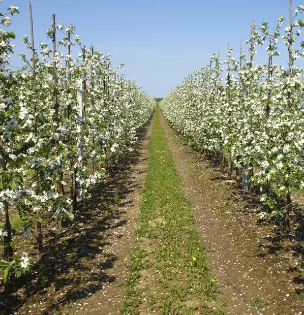 Ogrodniczy bezchlorkowy nawóz doglebowy UPRAWA CAŁKOWITA DAWKA /ha Produkt Pro Horti Complex jest uniwersalnym nawozem przeznaczonym głównie do upraw ogrodniczych. Produkt zaliczamy do grupy tzw.