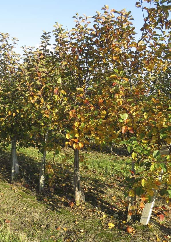 UPRAWA DRZEWA I KRZEWY OWOCOWE TRUSKAWKA KUKURYDZA ZIEMNIAK TERMIN STOSOWANIA Jesień 10-14 dni po zbiorach owoców.