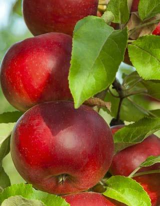 Zabiegi należy wykonywać rano lub wieczorem przy temperaturze powietrza wynoszącej maksymalnie 25 C.