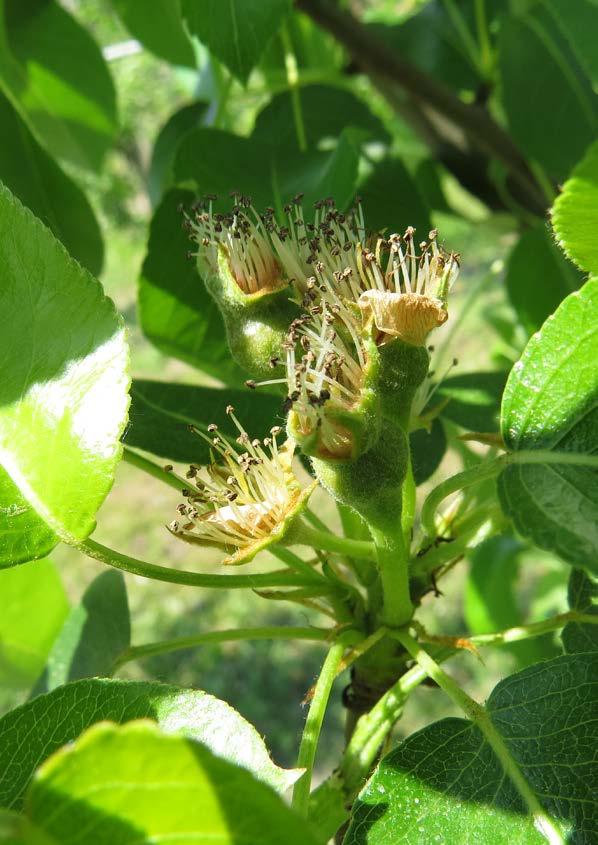 NAWÓZ MIKROSKŁADNIKOWY Z AMINOKWASAMI Pro Horti Micro Mg jest uniwersalnym nawozem dolistnym, który należy stosować 2-4 razy w sezonie w uprawach ogrodniczych i rolniczych.