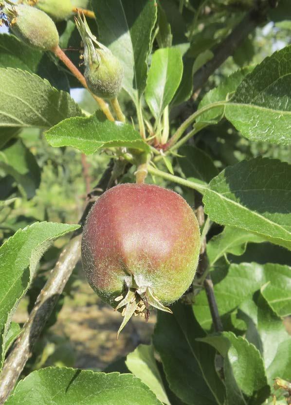 Koncentrat aminokwasowy Pro Horti Amino Max zawiera 20 najważniejszych L-aminokwasów