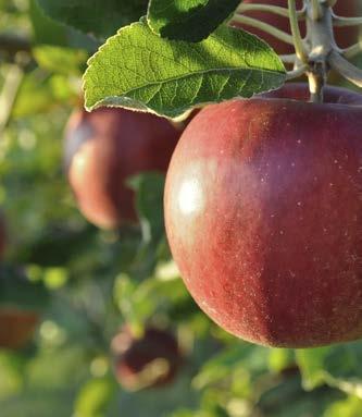 niekorzystnych warunkach pogodowych. Może być stosowany w okresach przeciągających się opadów deszczu oraz na plantacjach roślin intensywnie nawadnianych (np.