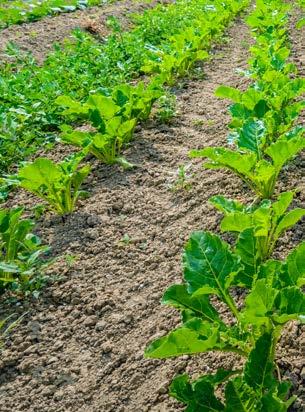 Zapobiega on również wpłukiwaniu herbicydu w głębsze warstwy gleby co ogranicza wszelakie fitotoksyczności herbicydów w stosunku do rośliny uprawnej.
