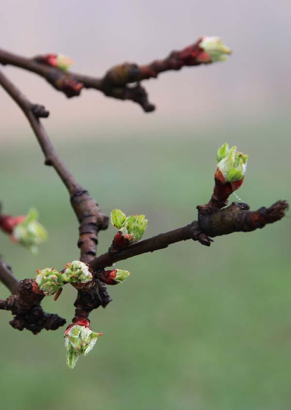 Nowoczesne nawozy dolistne o działaniu fungistatycznym LENTOR W Wodorotlenek miedzi 50WP Lentor W 50 WP to nawóz nieorganiczny o wysokiej zawartości miedzi; przeznaczony do dolistnego,