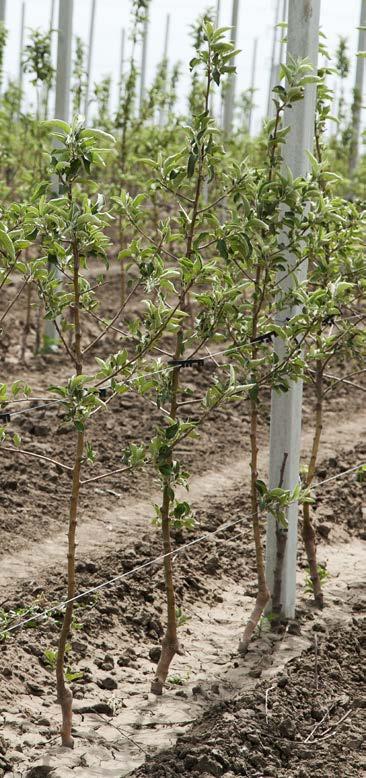 stanie hibernacji uaktywniające się po rozpuszczeniu w zbiorniku opryskiwacza Preparat w formie płynnej Produkt w 100% polski Nie zawiera GMO Korzystna cena Zaleta Niska dawka stosowania (1L/ha)