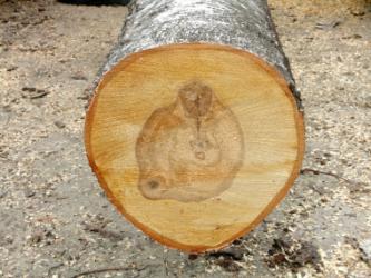 Pierścieniowonaczyniowe - duży udział naczyń o znacznej średnicy - naczynia drewna późnego są znacznie mniejsze - wyraźne zróżnicowanie na drewno