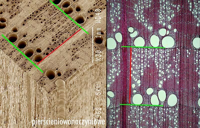 W drewnie pierścieniowo-naczyniowym