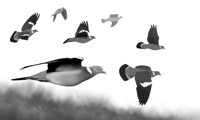 Ornis Polonica 2017, 58: 160 177 Wędrówka grzywacza Columba palumbus w polskiej części Karpat parametry przelotu i selektywność ptaków względem czynników meteorologicznych Rafał Bobrek, Tomasz Wilk,