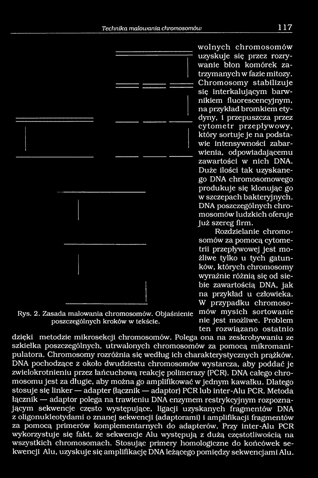 Chromosomy stabilizuje się interkalującym barwnikiem fluorescencyjnym, na przykład bromkiem etydyny, i przepuszcza przez cytometr przepływowy, który sortuje je na podstawie intensywności zabarwienia,